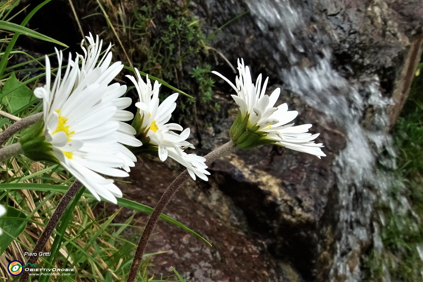 15 Margherite d'alpe con cascatella.JPG